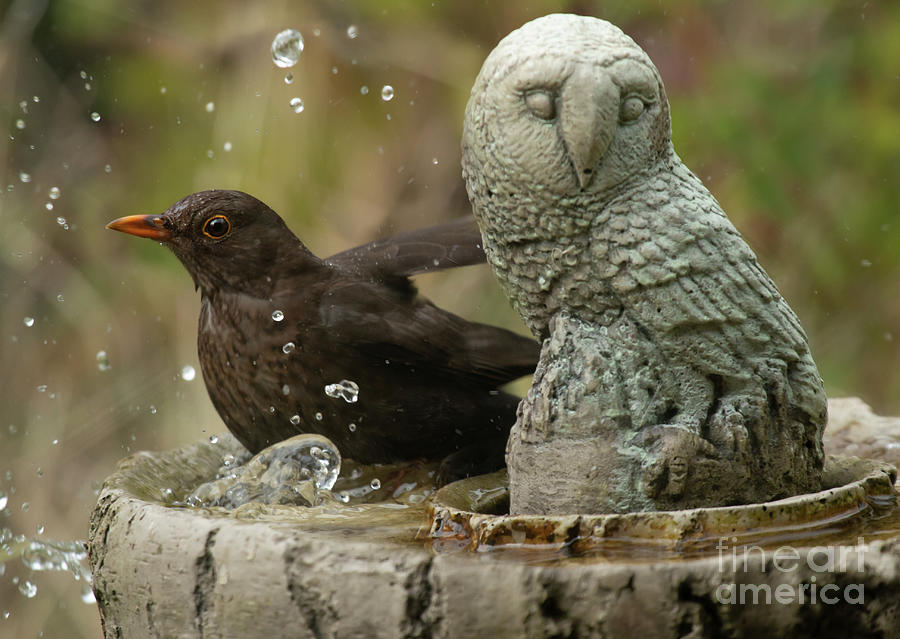 Bird bath Photograph by Ang El