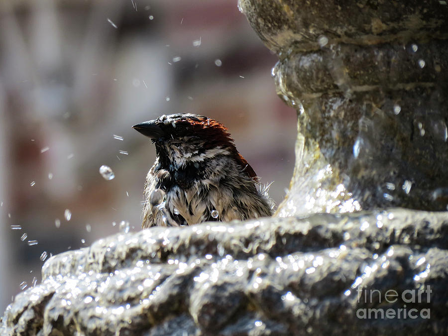 Bird Bath Photograph by Erin Marie Davis