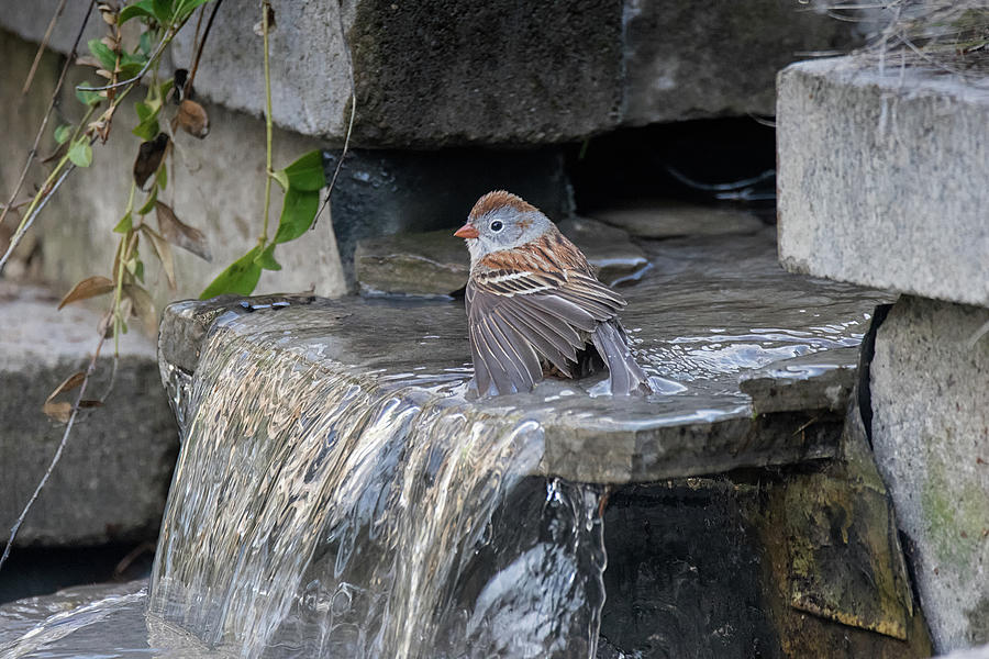 Nature Photograph - Bird Bath - Field Sparrow - Spizella pusilla by Spencer Bush