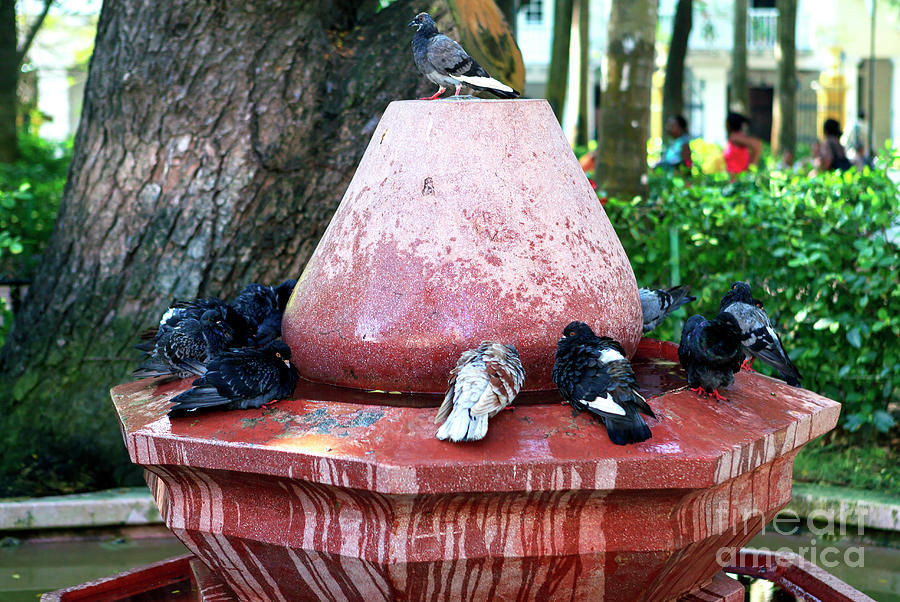 Bird Bath in Cartagena Colombia Photograph by John Rizzuto
