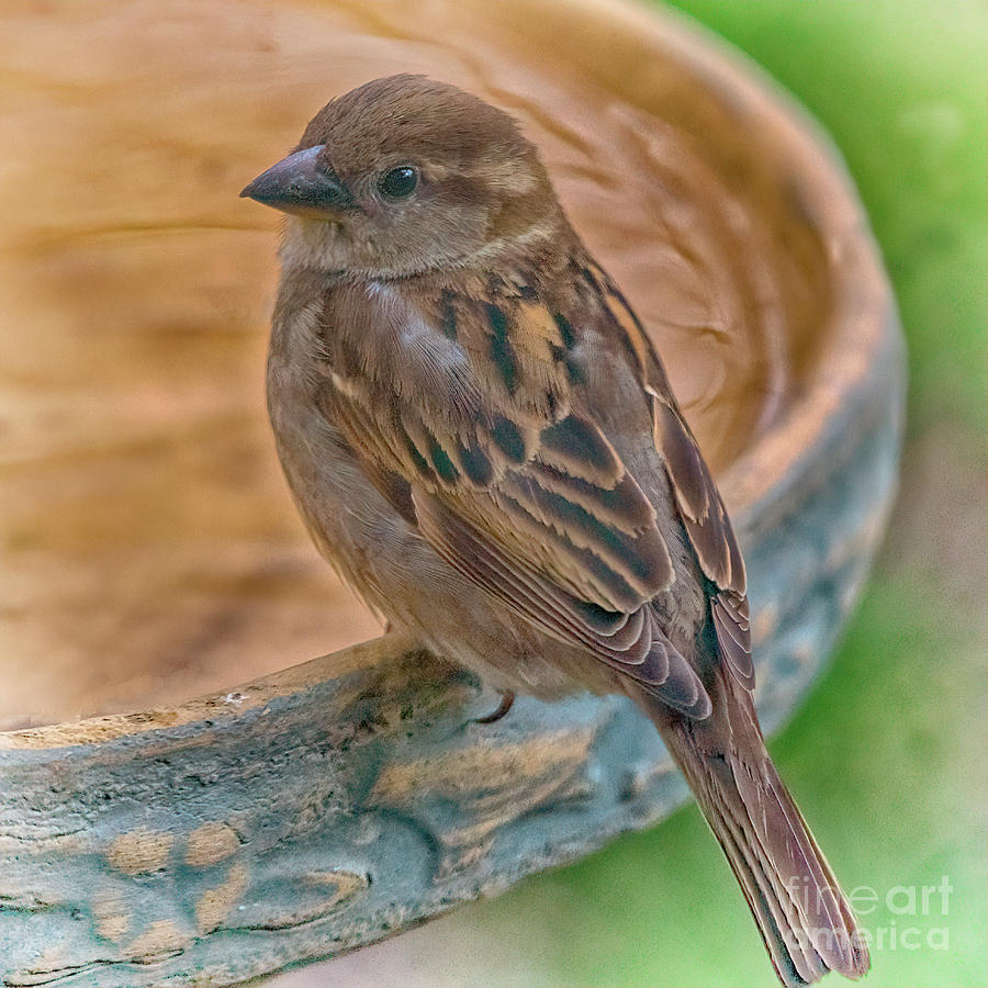 Bird Bath Sparrow Photograph