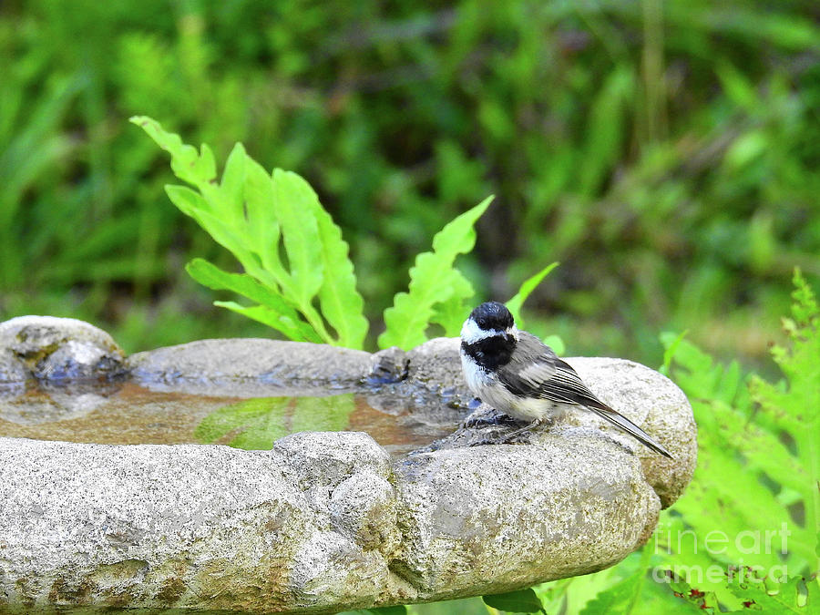 Bird Bath Visitor Photograph by Dawn Steiger Fine Art America