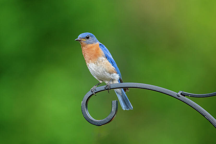 Bird - Blue Bird - Augusta GA - 1 Photograph by John Kirkland