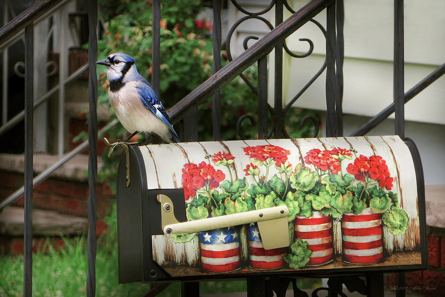 Bird - Blue Jay - Waiting for the mail Photograph by Mike Savad