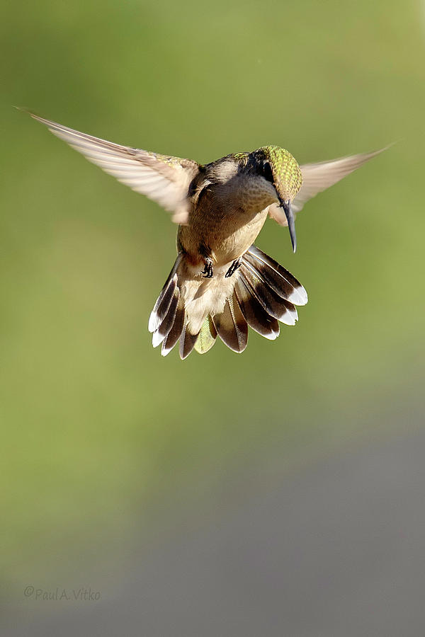 Bird Bow Photograph by Paul Vitko