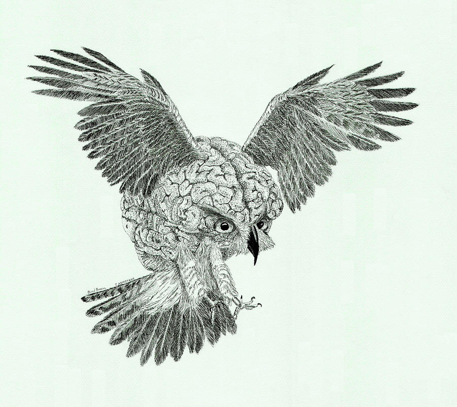 Bird Brain Drawing by Jenny Armitage
