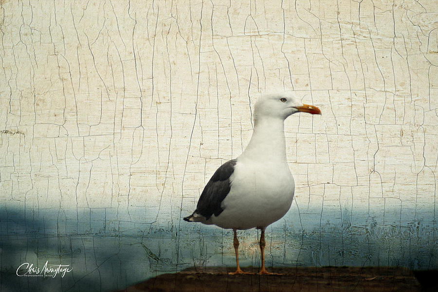 Bird By The Sea Digital Art