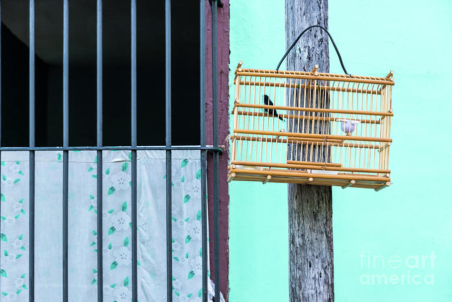 Bird cage in Cuba Photograph by Delphimages Photo Creations