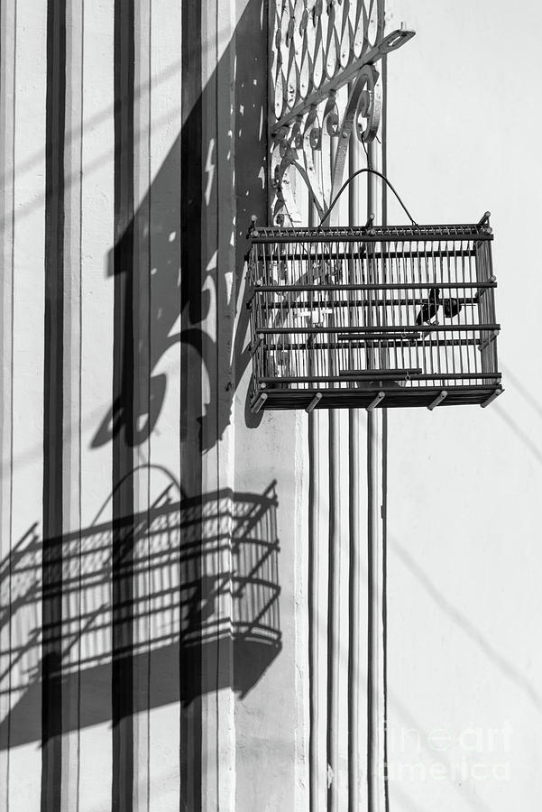 Bird cage with shadows, Cuba Photograph by Delphimages Photo Creations