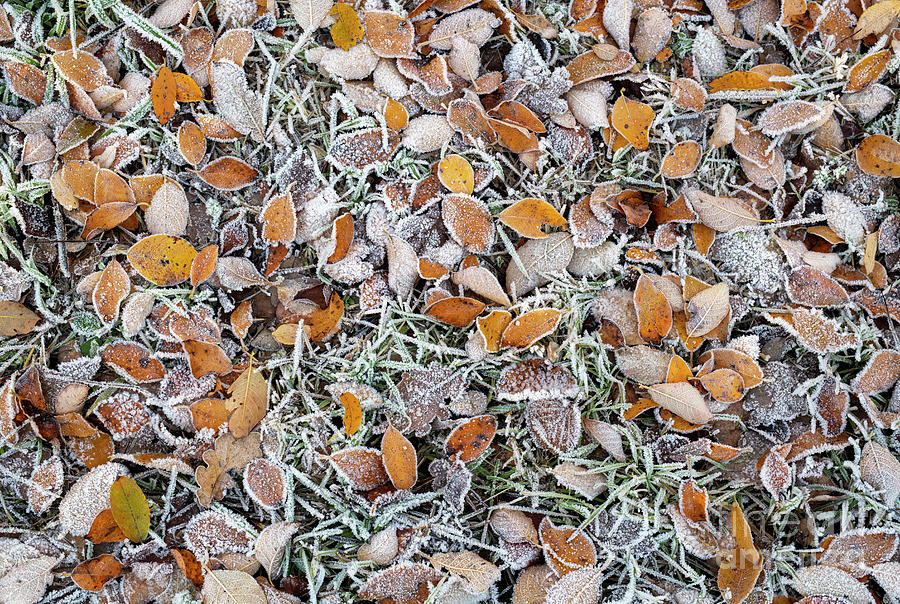 Bird Cherry Leaves in the Frost Photograph by Tim Gainey