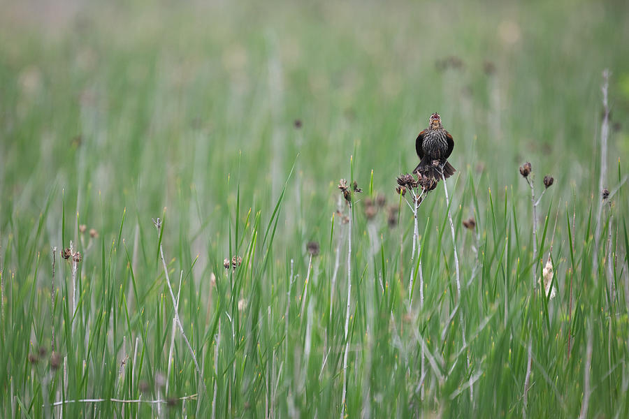 Bird Chirping On Reed Photograph by Ricky Kresslein