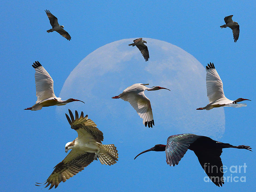 Bird Collage and the Half Moon Photograph by Steven Spak