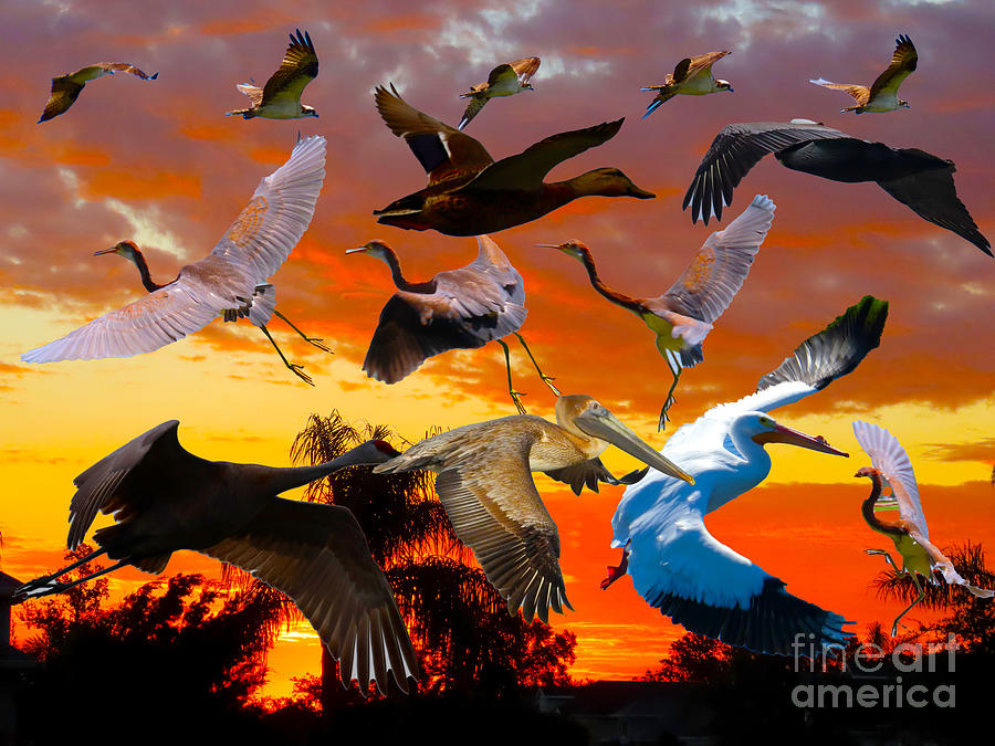 Bird Collage Photograph by Steven Spak