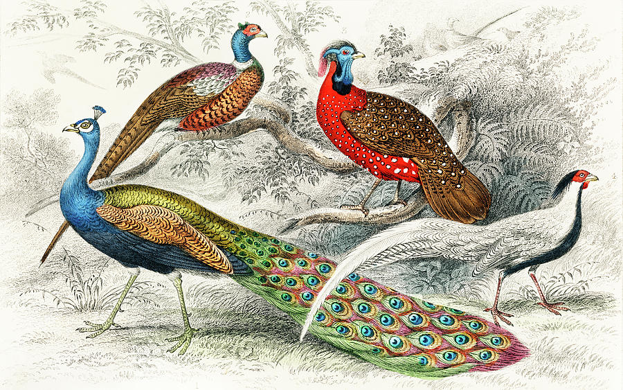 Bird Collection Peackock Pheasant Vintage Illustration Drawing by Oliver Goldsmith