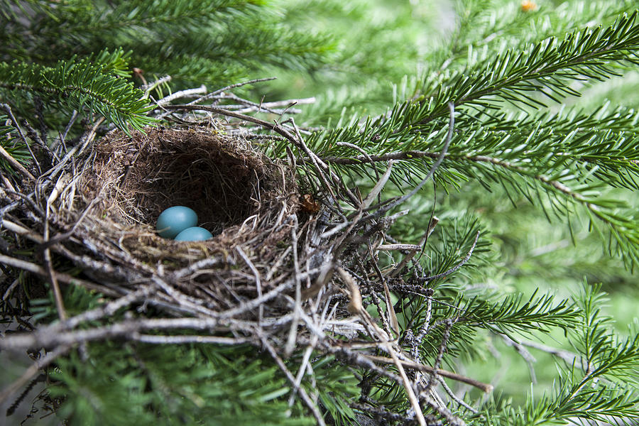 Bird eggs in a nest in Glacier National Park, Montana. Photograph by Robin Carleton