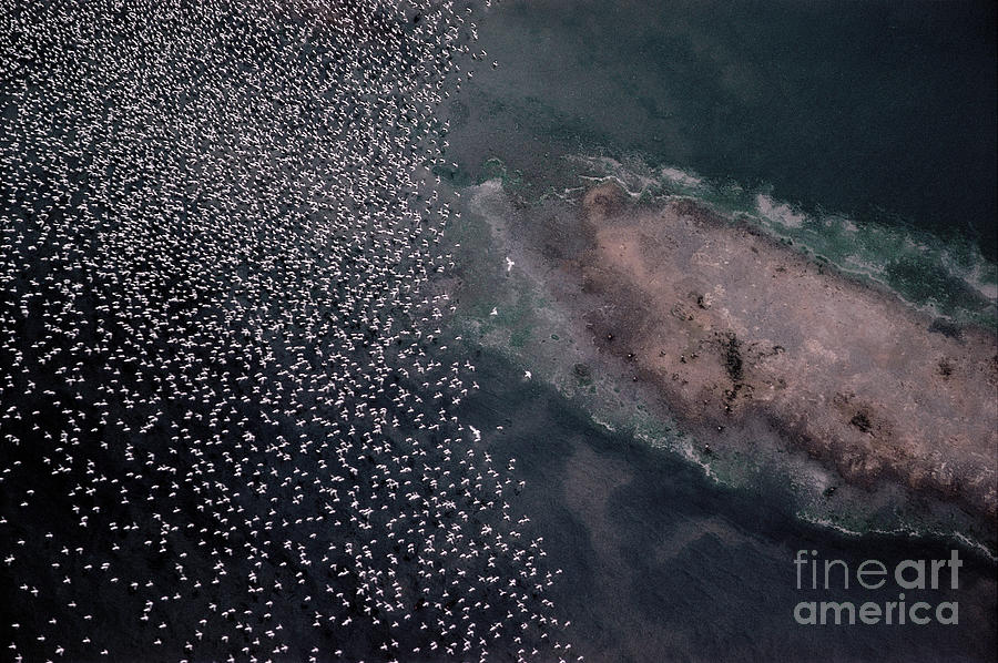 Bird explosion Photograph by Victor Stepanow - Fine Art America