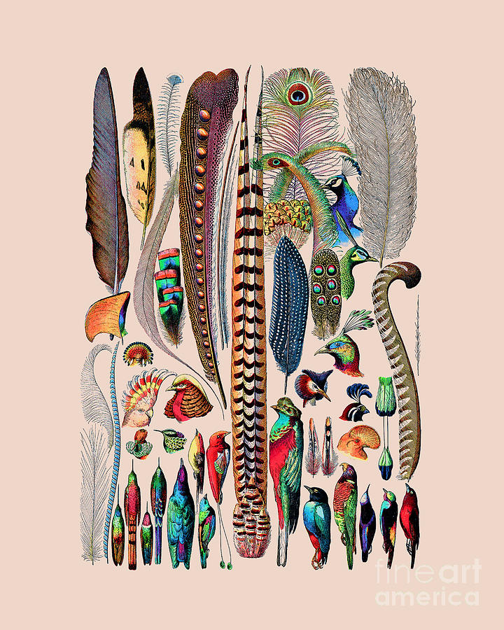 Bird Digital Art - Bird Feather Chart by Madame Memento