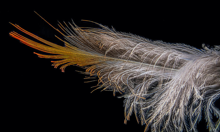 Bird Feather Macro Photograph by Stuart Litoff