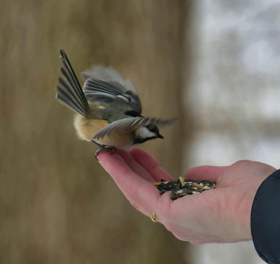 Bird Feed on Hand Photograph by Flavio Serina - Fine Art America