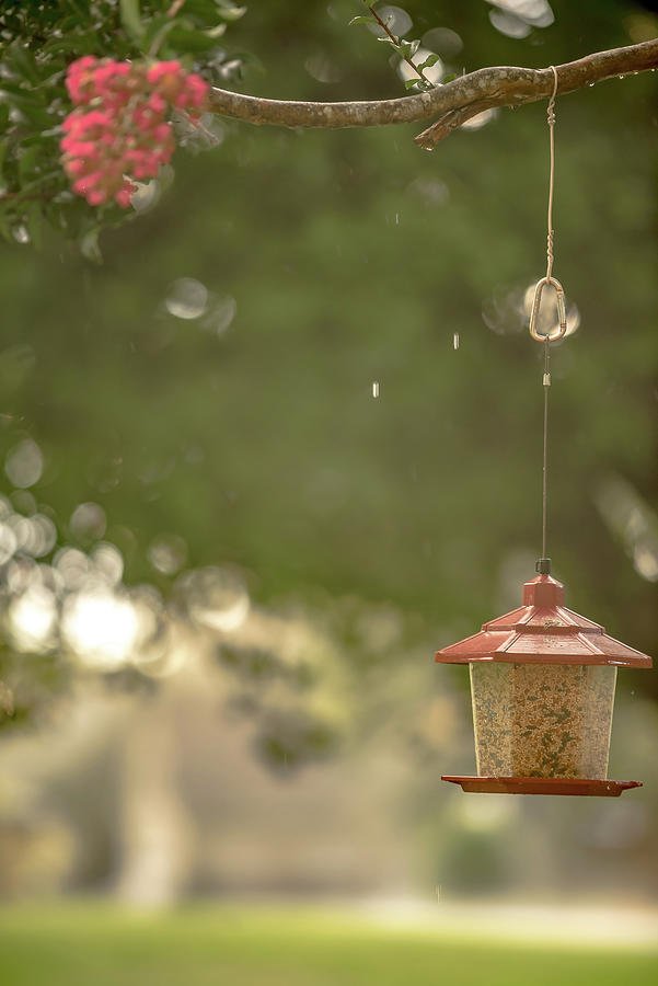Bird Feeder And Summer Rain In The Neighborhood Photograph by Alex Grichenko