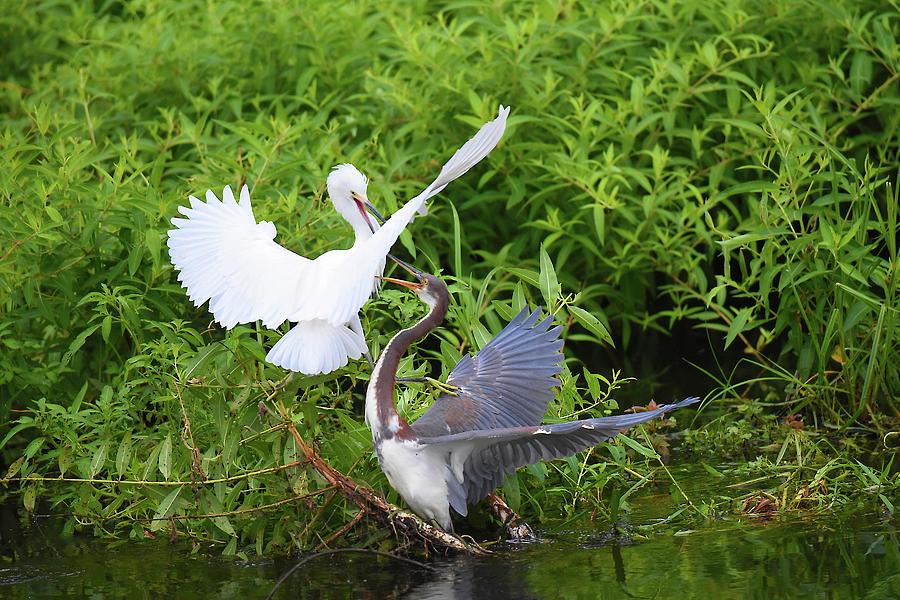 Bird Fight Photograph by Jerry Griffin