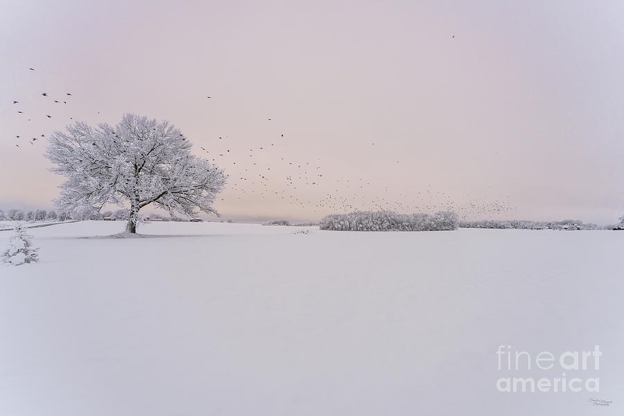 Bird Flock Winter Sunrise Photograph by Jennifer White