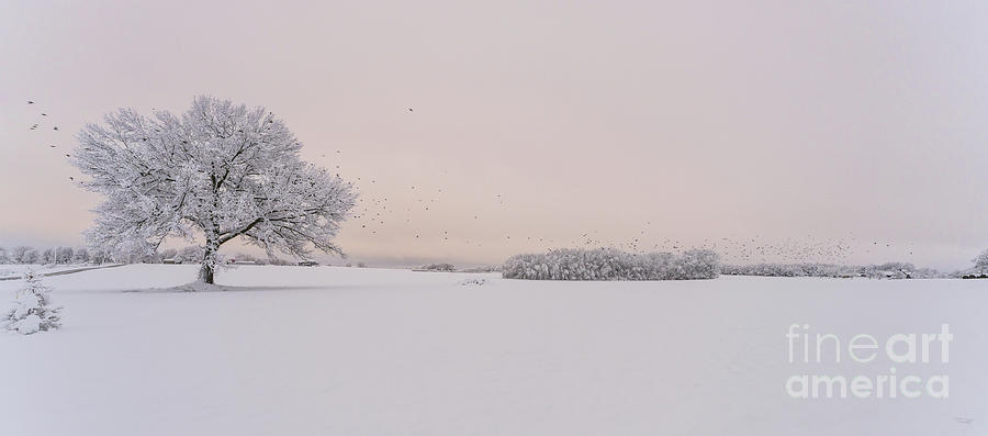 Bird Flock Winter Sunrise Pano Photograph by Jennifer White