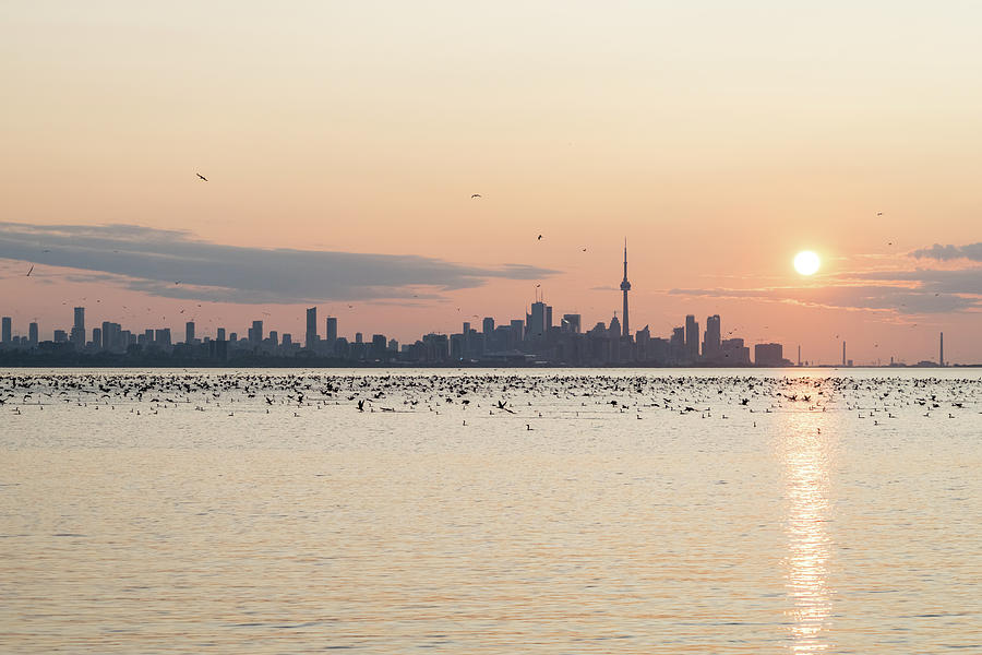 Bird Flocks Sunup - Toronto Skyline with Thousands of Cormorants Photograph by Georgia Mizuleva