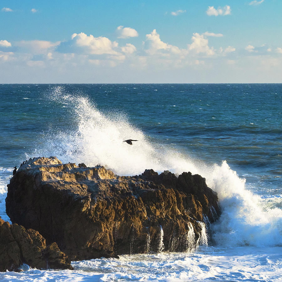 Bird Flying Over Crashing Wave Photograph by Matthew DeGrushe