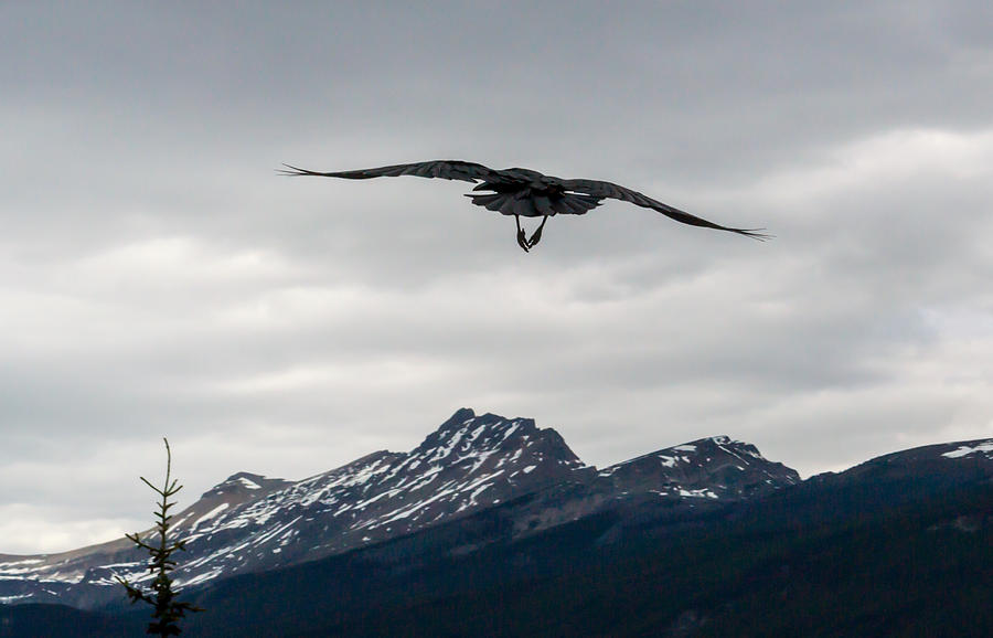 Bird flying over mountain in winter Photograph by Sheila Cooke / FOAP