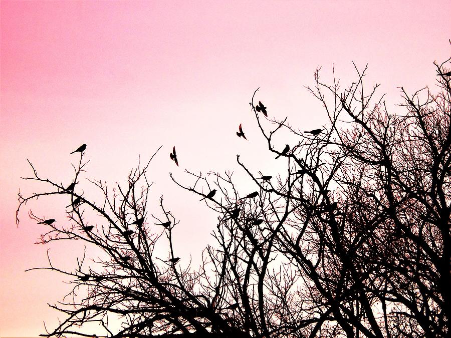 Bird Gathering Photograph by Ro Norman - Fine Art America