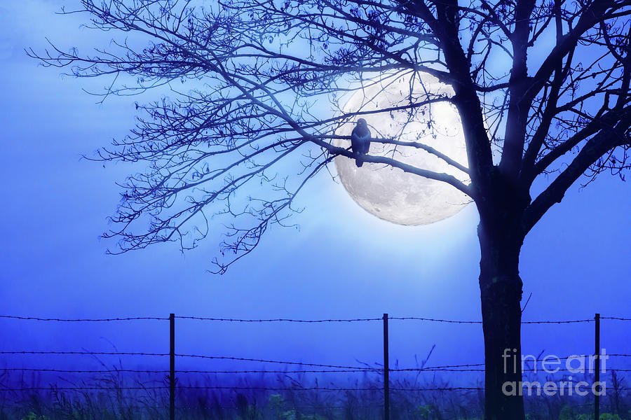 Bird hunting by blue moon light Photograph by Simon Bratt