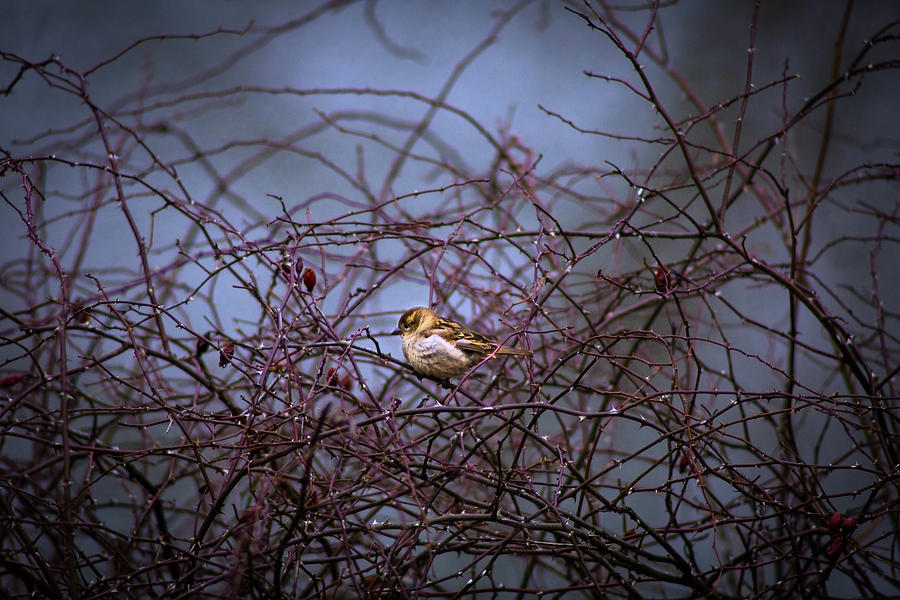 Bird In A Bush On A Cold Spring Day Photograph by Pheasant Run Gallery