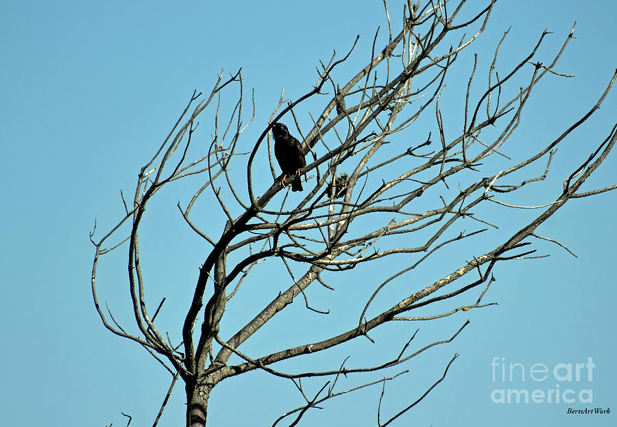 Bird in a Tree Photograph by Roberta Byram