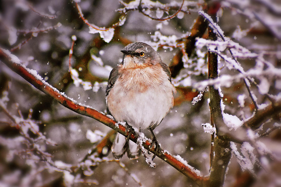 Bird In A Winter Storm 001 Photograph by George Bostian