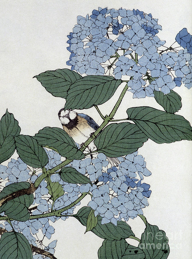 Bird in hydrangeas, Vintage Japanese Botanical Print Painting by Japanese School