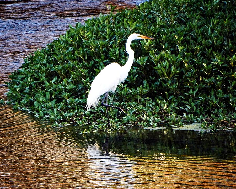 Bird in River Bend Photograph by Andrew Lawrence