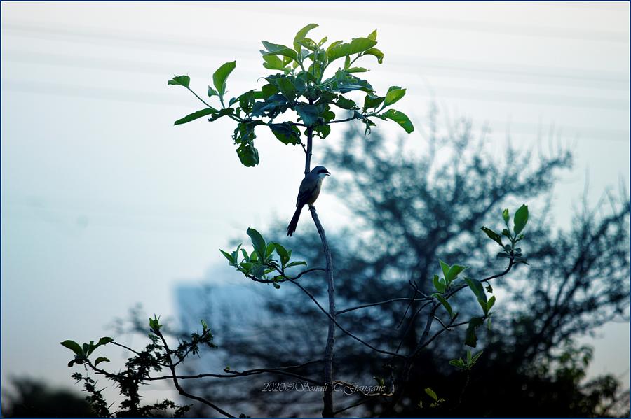 Bird in Sight Photograph by Sonali Gangane
