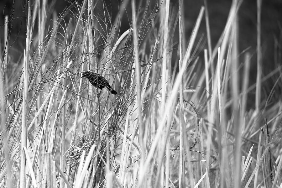 Bird in the Bush Photograph by Jason Fink