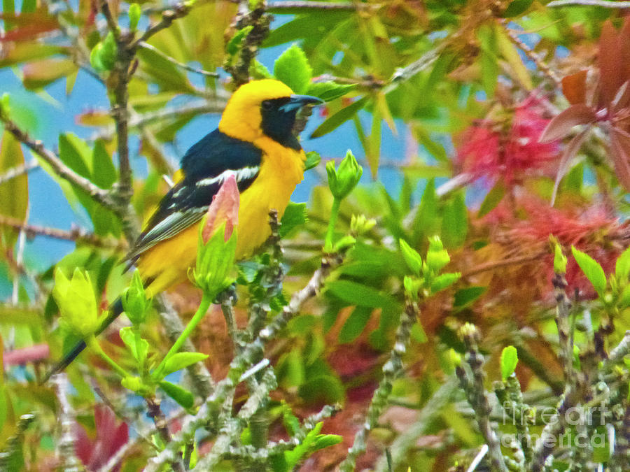 Bird In The Bush Photograph