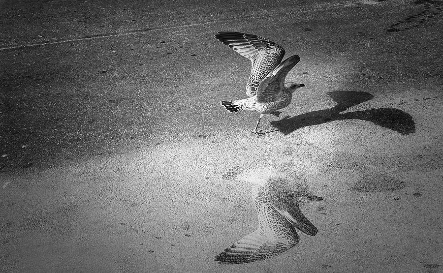 Bird In The  City..  Photograph by Aleksandrs Drozdovs
