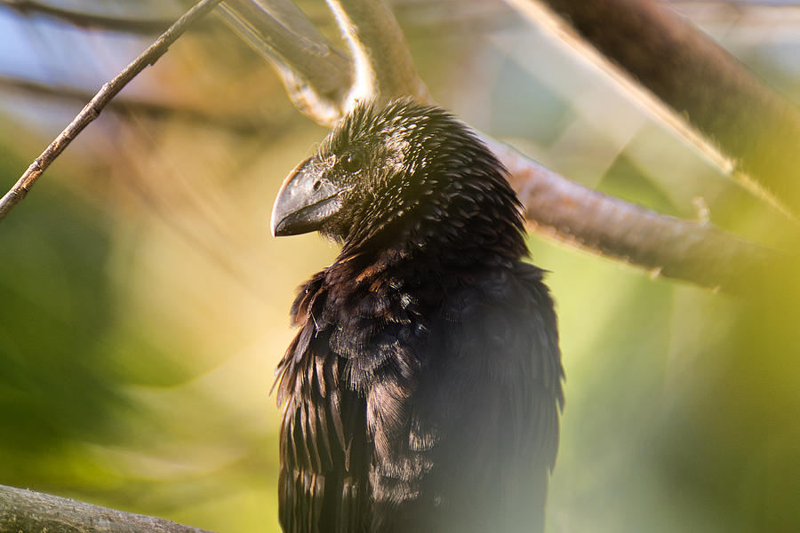 Bird in the Sunlight Photograph by Montez Kerr