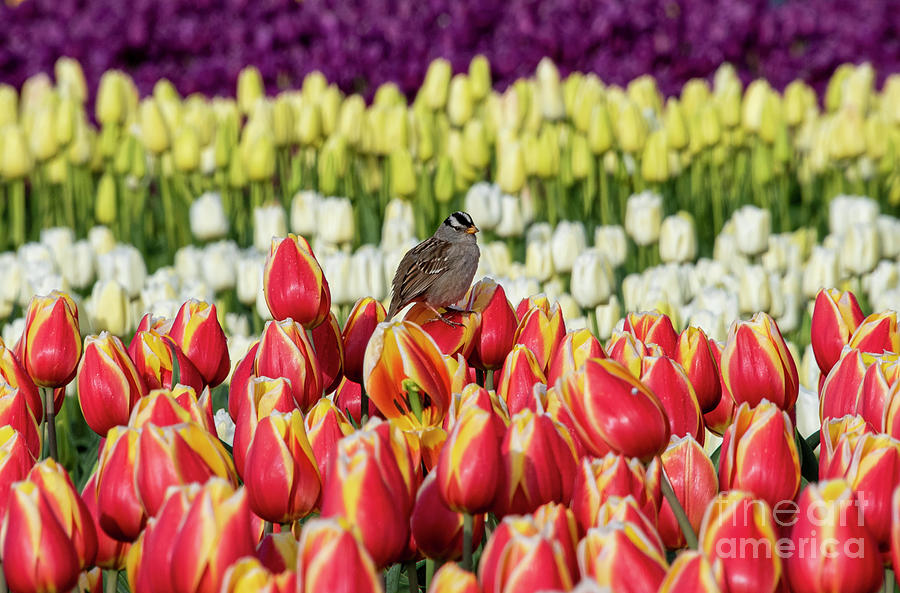 Bird in the Tulips Photograph by Louise Magno
