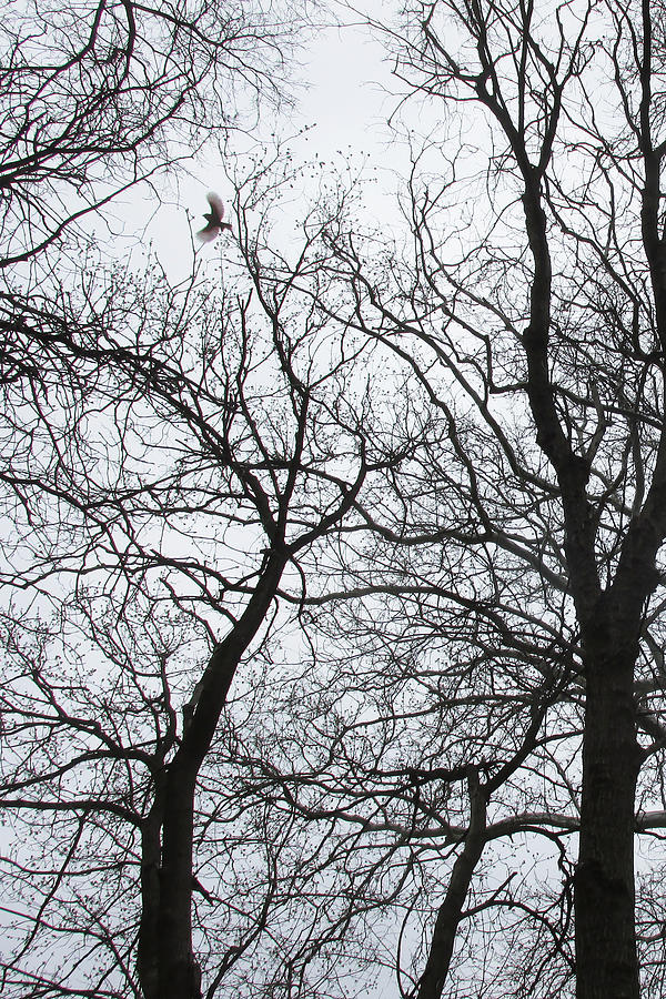 Bird in Trees - left Photograph by Mark Berman