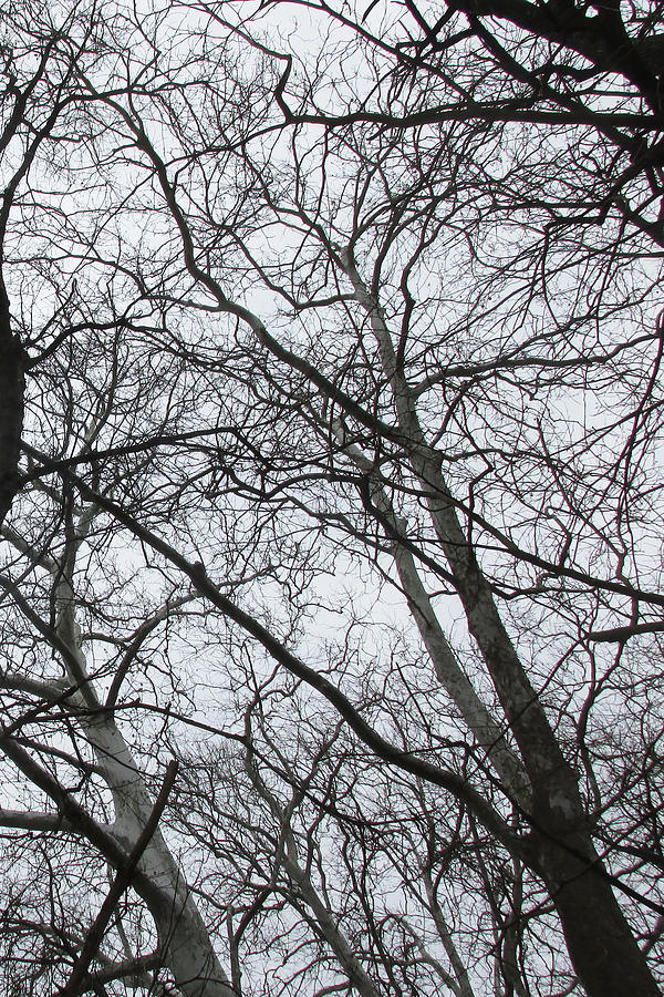 Bird in Trees - right Photograph by Mark Berman