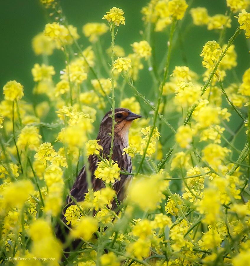 Bird in Yellow Flowers Photograph by Pam Rendall
