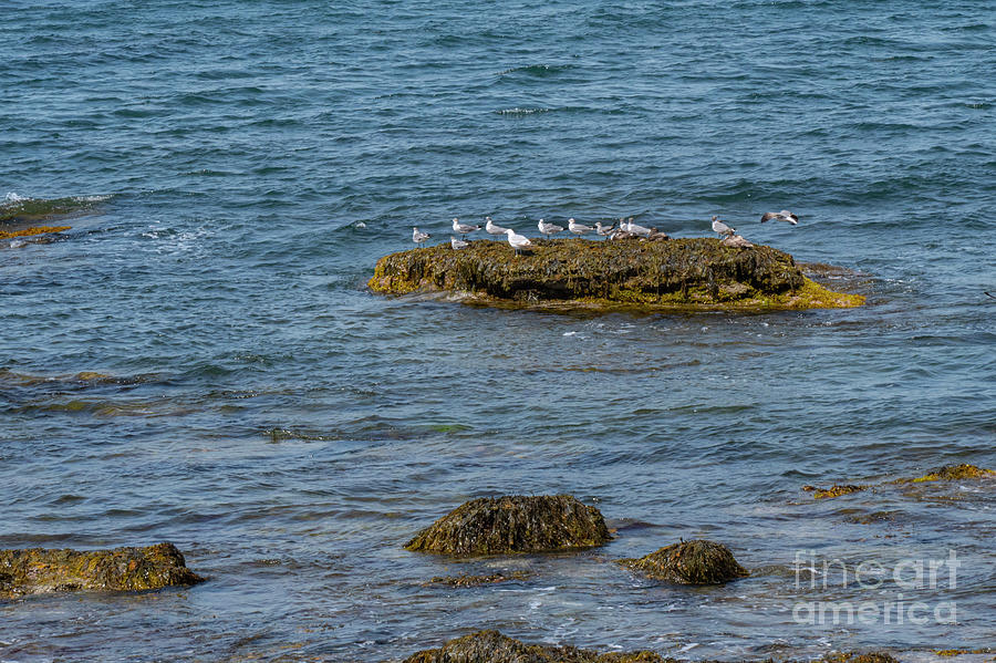Bird Island Black-Billed Gulls Photograph by Bob Phillips
