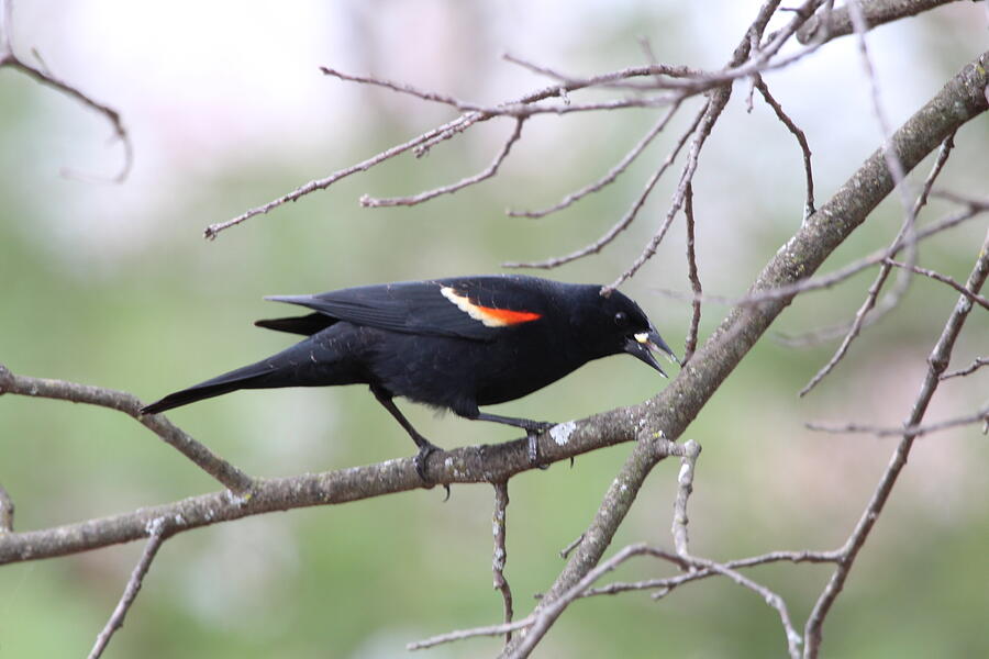 Bird Photograph by John Walsh Bird Photograph by John Walsh
