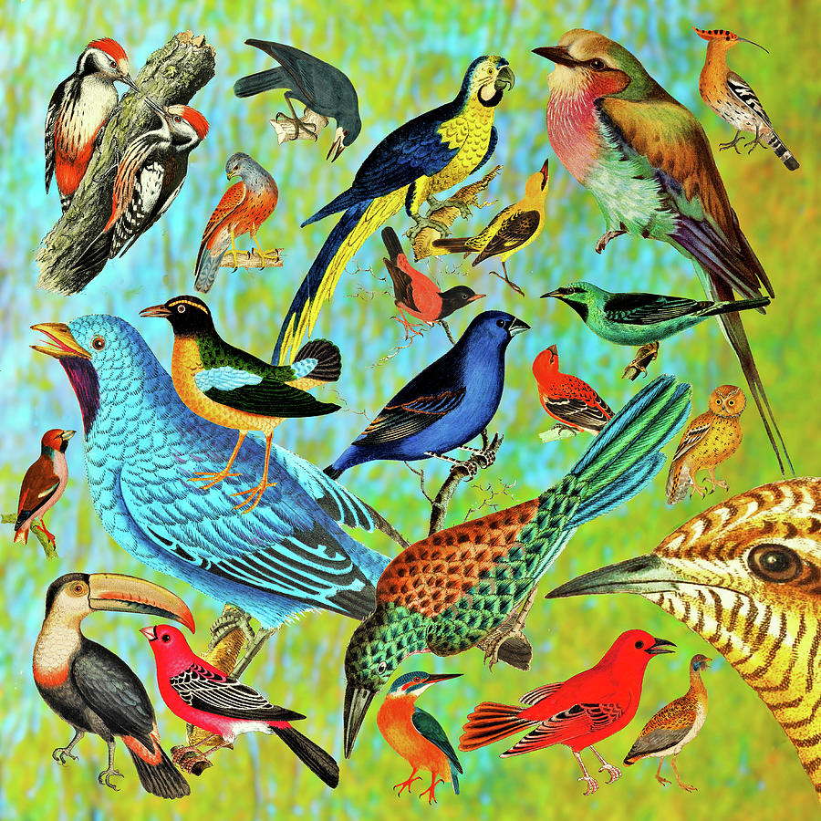 OUT Bird Land Big Square Mixed Media by Lorena Cassady