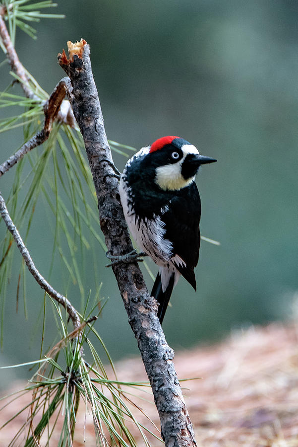 Bird Photograph by Matt Halvorson Bird Photograph by Matt Halvorson